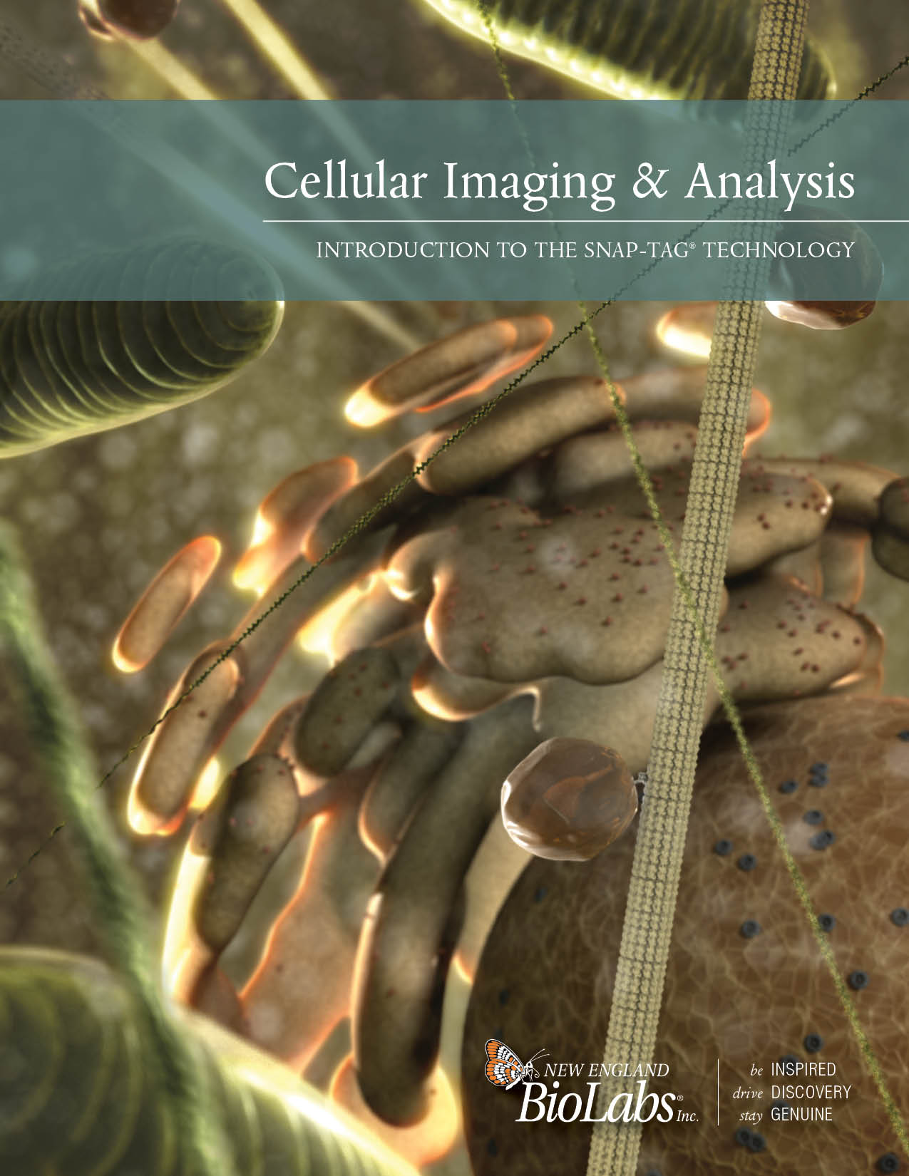 Cellular Imaging and Analysis Broschüre