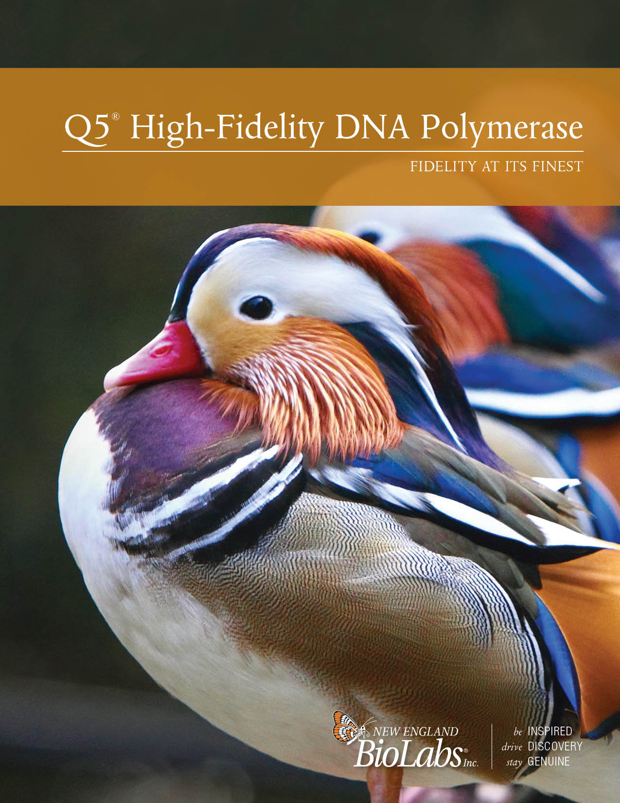 Q5 DNA Polymerase Broschüre