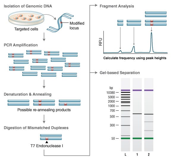 EnGen Mutation Detection T7 Endonuclease Assay Method