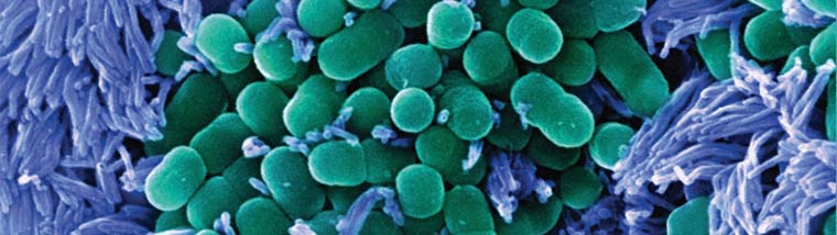 NEBNext Microbiome