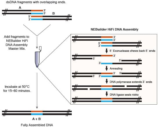 Neb Enzyme Chart