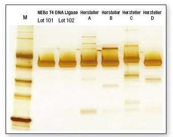 T4 DNA Ligase Gelbild
