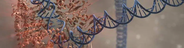 DNA Polymerase Header