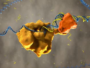 Phusion DNA Polymerase Enzym