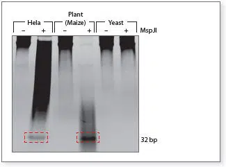 Methylation sensitive enzymes Gel