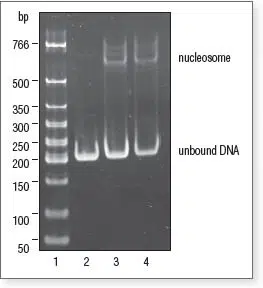 Nucleosome Assembly Gel