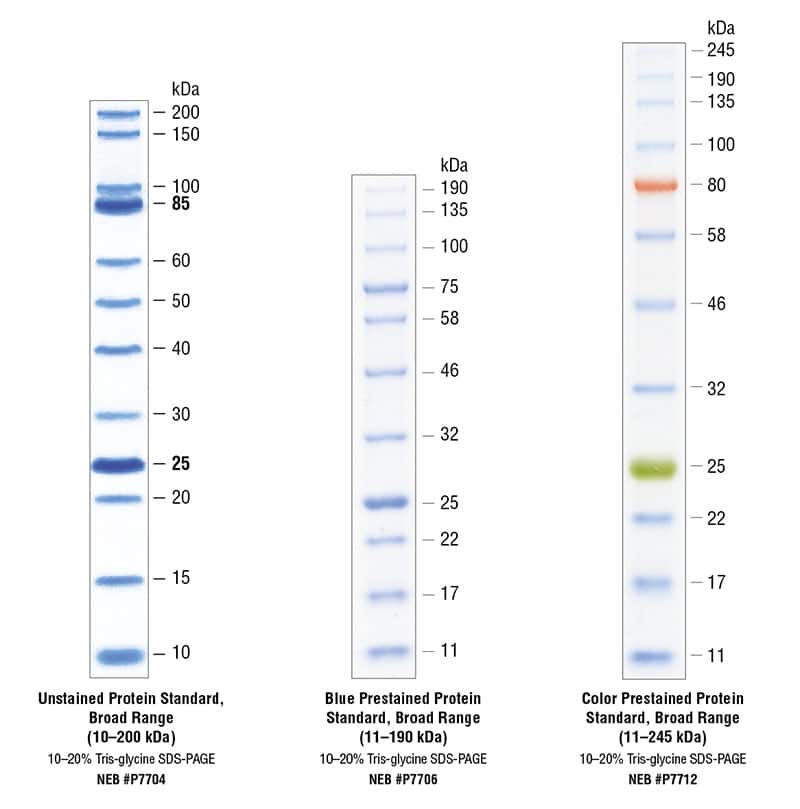 Protein Markers New England Biolabs GmbH