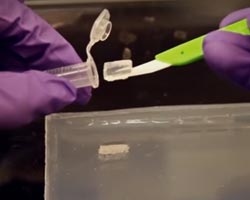 DNA wird unter UV-Licht aus dem Agarose-Gel geschnitten