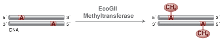 EFI_EcoGII_Methyltransferase