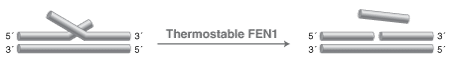 EFI_ThermostableFEN1