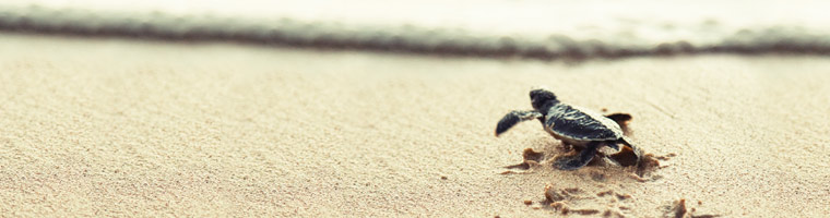 Start your career off on the right path. Get your free NEB Starter Pack!