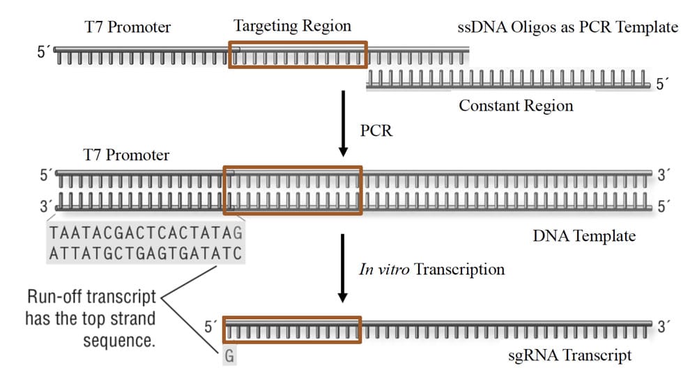 sgRNA Synthesis In vitro Transcription