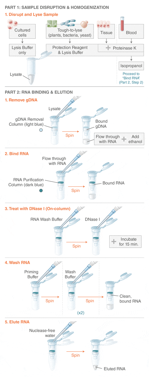 Monarch_Total-RNA_Workflow