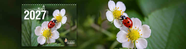 Banner_Fotokalender2027