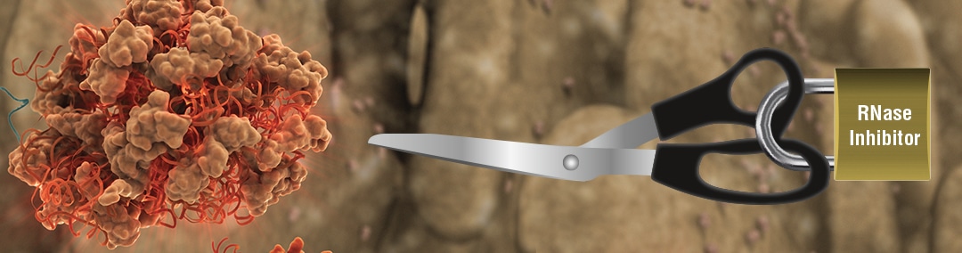 NEB_Banner_RNaseInhibitor_1080x284px