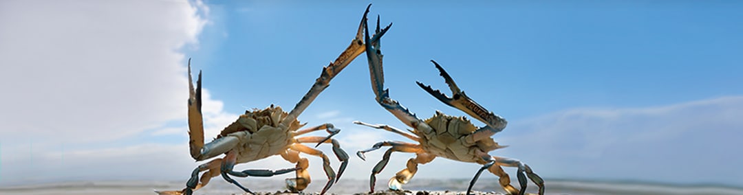 Next Generation Sequencing 10 Jahre NEBNext Banner