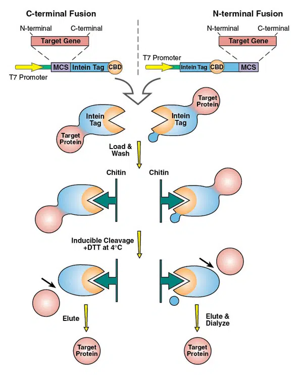 Impact Proteinexpression Purification