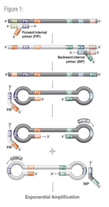 NEBExpression_Digital_Fall_2020_FeaturedArticle_Table1