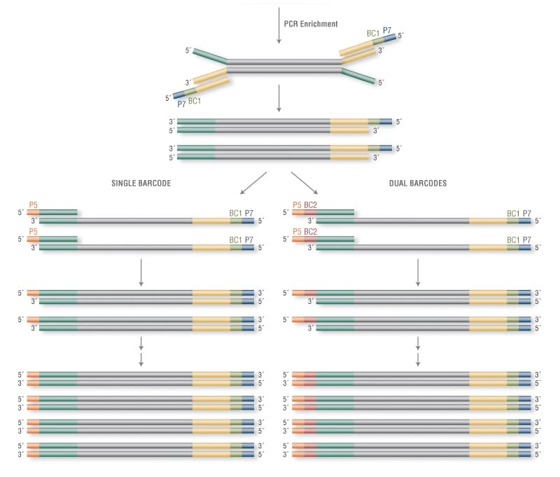 Workflow_NEBNextPrimers_Oligo