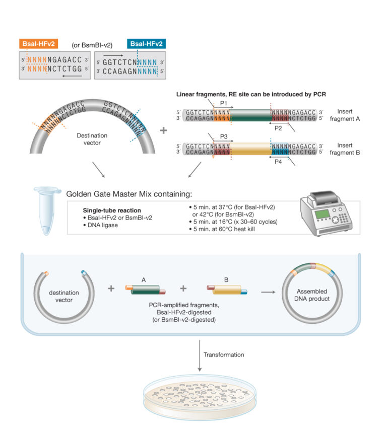 Golden Gate Assembly New England Biolabs GmbH