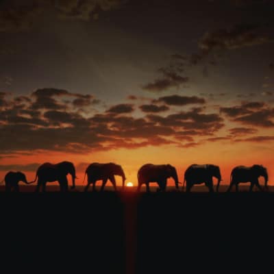 NEBuilder Hifi DNA Assembly