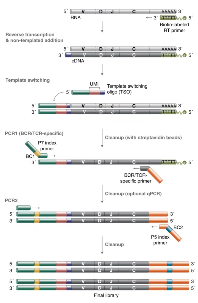 ImmuneSequencing_Workflow