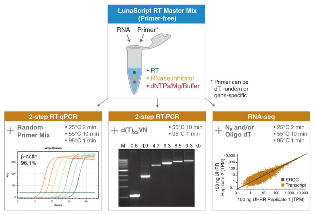LunaScriptPrimerZugabe_V2 LunaScriptPrimerZugabe