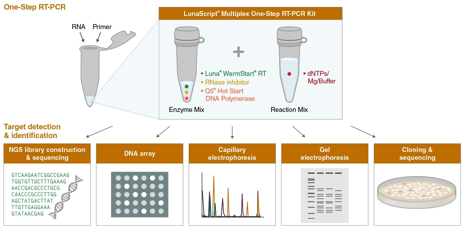 LunaScriptProdukte_MultiplexDetektion LunaScriptProdukte_MultiplexDetektion