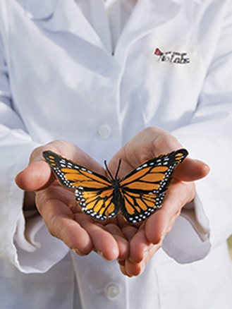 Scientist holding butterfly