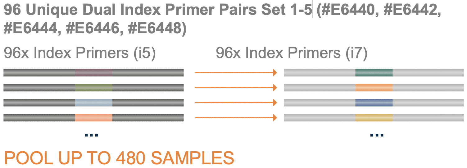 Bildschirmfoto 2022-03-09 um 16.41.38 NEBNextOligos4b