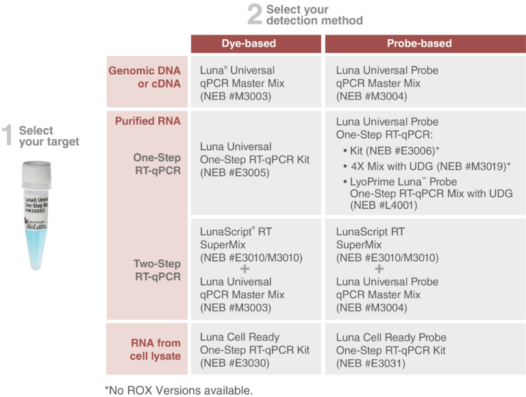 qPCR (RealTime PCR) and RTqPCR New England Biolabs GmbH