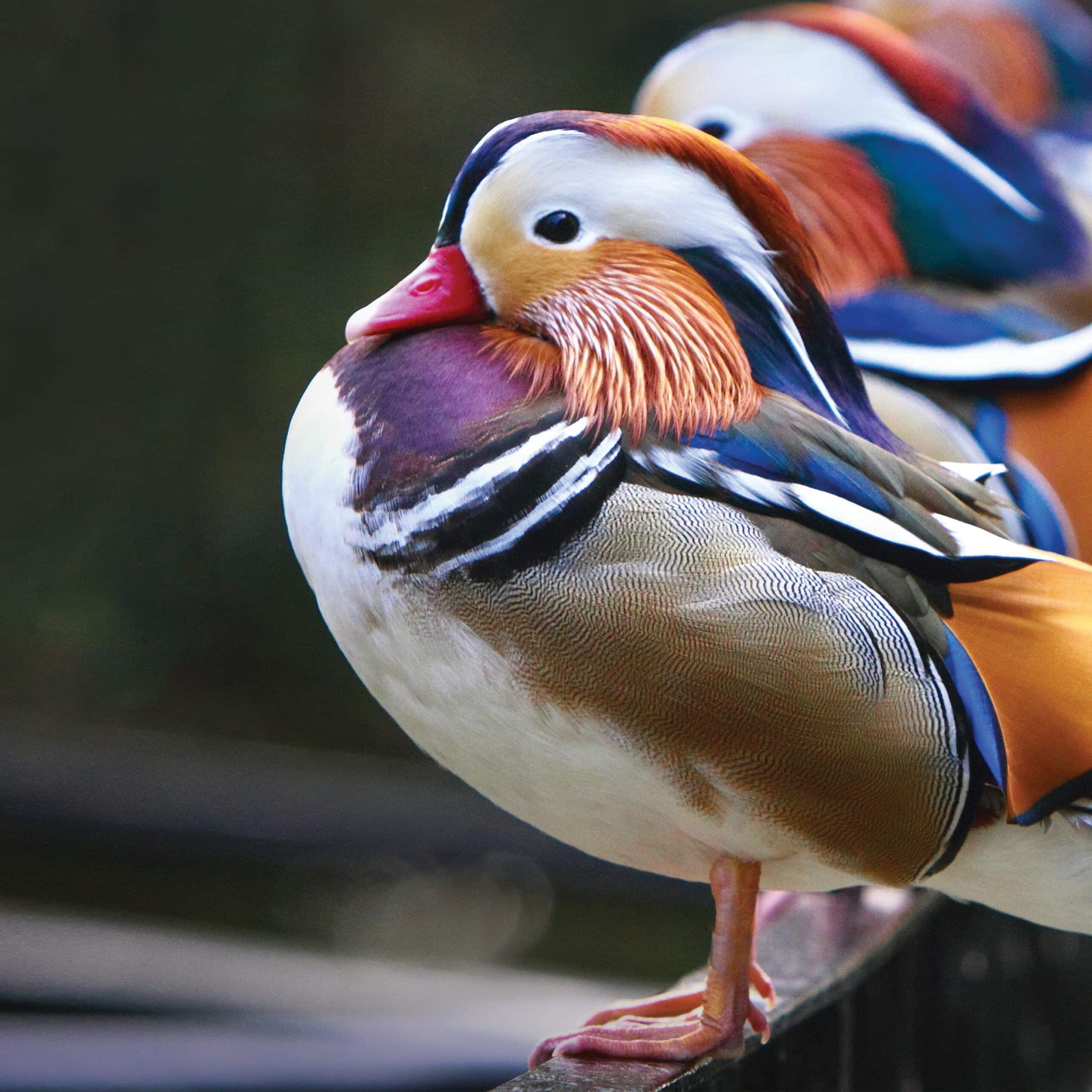 mandarinDucks_Ad_RGB mandarinDucks_Ad_RGB