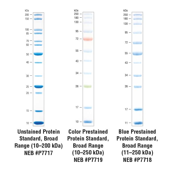 SpringChallenge_Produktgruppen_Proteinmarker