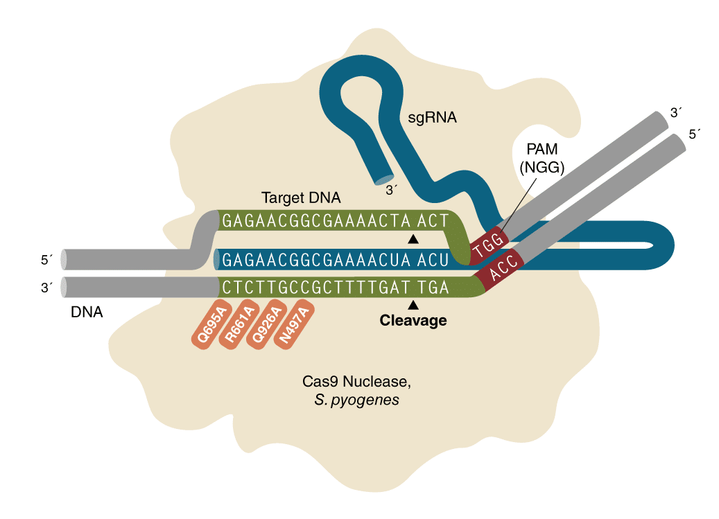 EnGenSpyCas9HF1_Cas9Nuclease