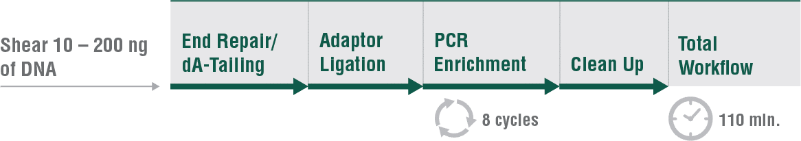 NEBNext_UltraExpress_DNA_Workflow
