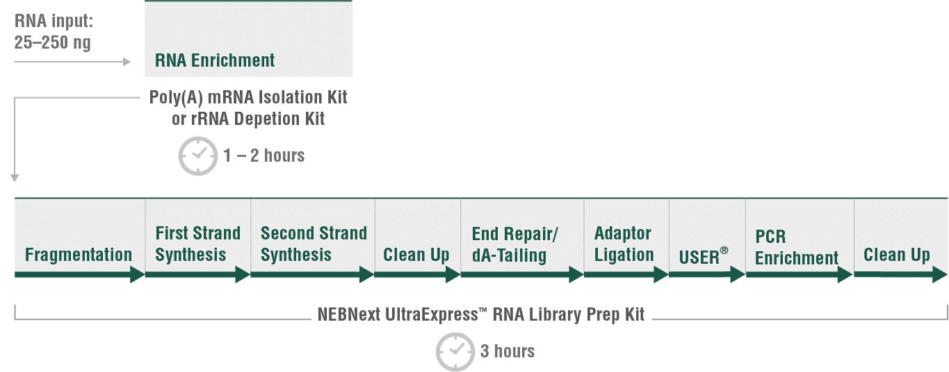 NEBNext_UltraExpress_RNA_Workflow