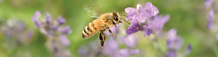 KOmpetenteZellen_Biene