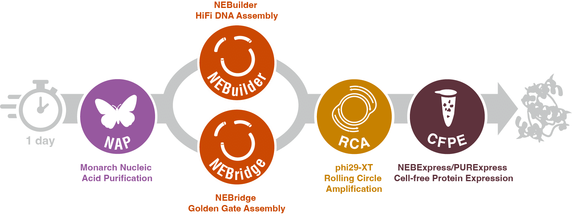 DNA_Constr_OneDay_Workflow